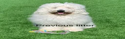 Goldendoodle dogs for sale: 🐾 Goldendoodle Puppies ready for forever homes 🐾 - Advert 31