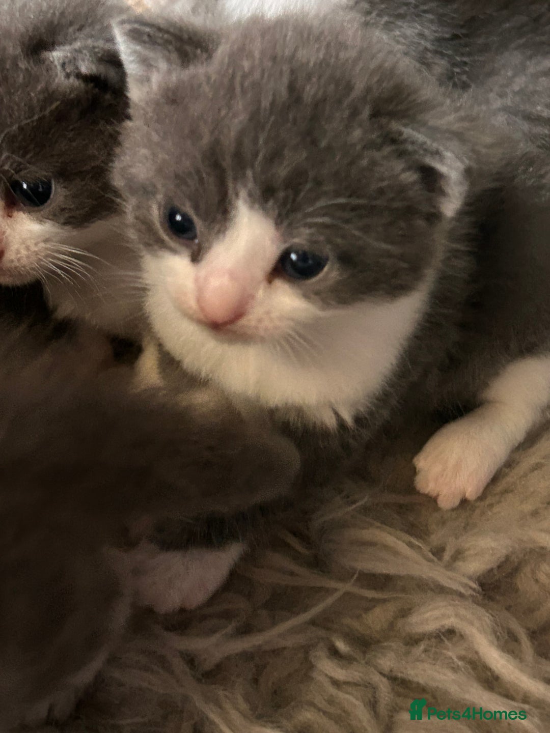 British Longhair cats for sale: British blue cross ragdoll kittens - Image 15