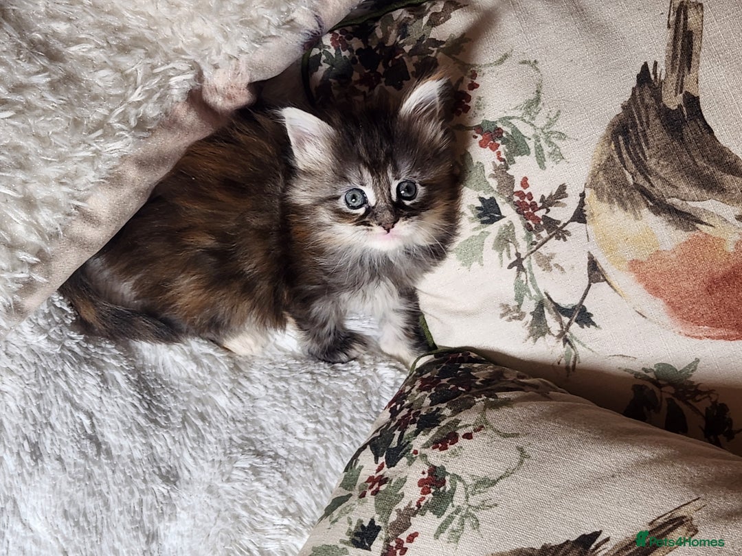 Maine Coon cats for sale:  Ready Now! Maine coon Kittens  - Advert 17