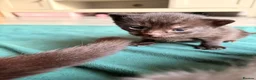 Domestic Shorthair cats for sale: 2x female kittens available.  - Advert 7