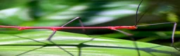 Stick Insects invertebrates for sale: 8x Nymphs of Oreophoetes peruana, L2-4 - Advert 3