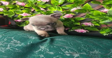 French Bulldog dogs - Advert 1