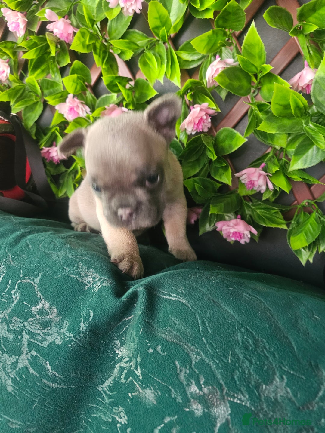 French Bulldog dogs for sale: Beautiful Blue French Bulldog  - Image 3