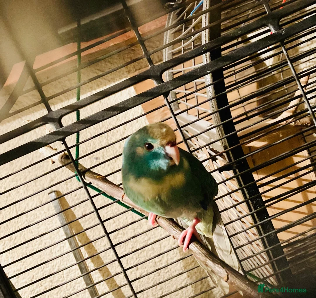 Parakeets birds for sale: 2 kakarikis left Caerphilly  in Caerphilly - Advert 2