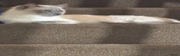 Ragdoll cats for sale: Ragdoll female 6 years tica and gccf, un neutered  - Advert 4