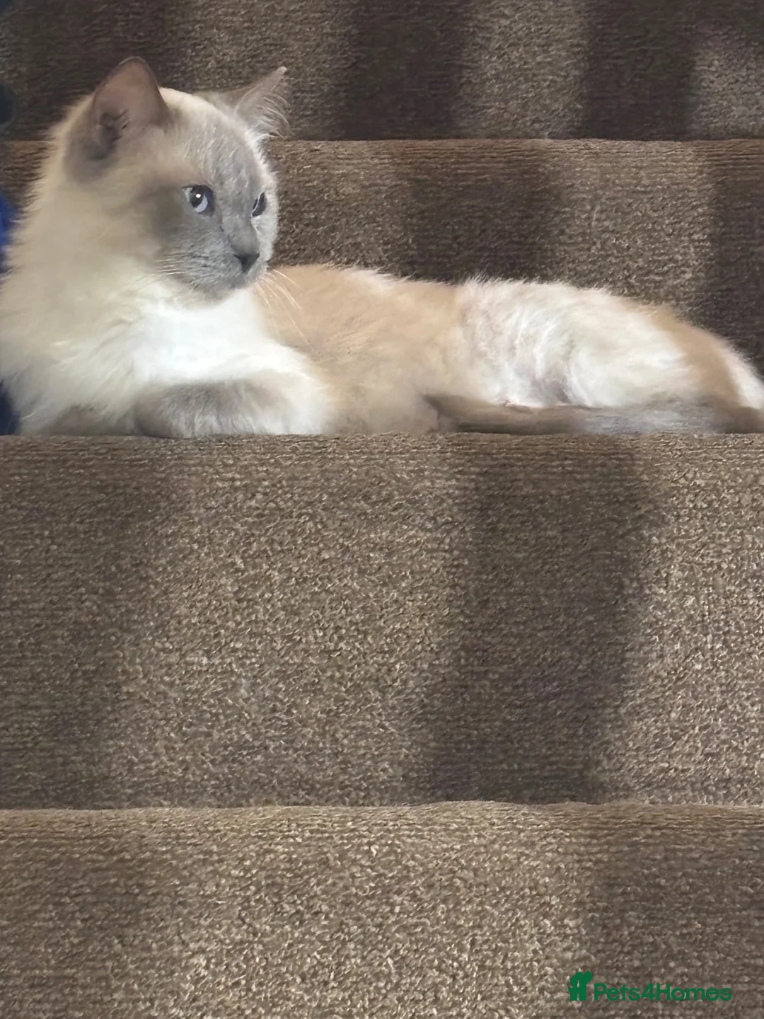 Ragdoll cats for sale: Ragdoll female 6 years tica and gccf, un neutered  - Advert 4