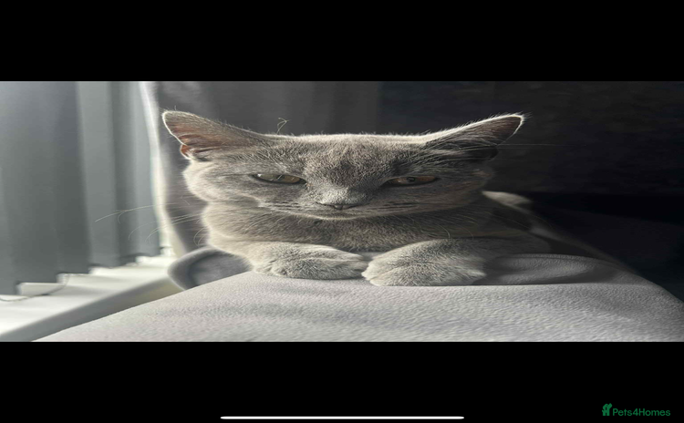 British Shorthair cats - Advert 2
