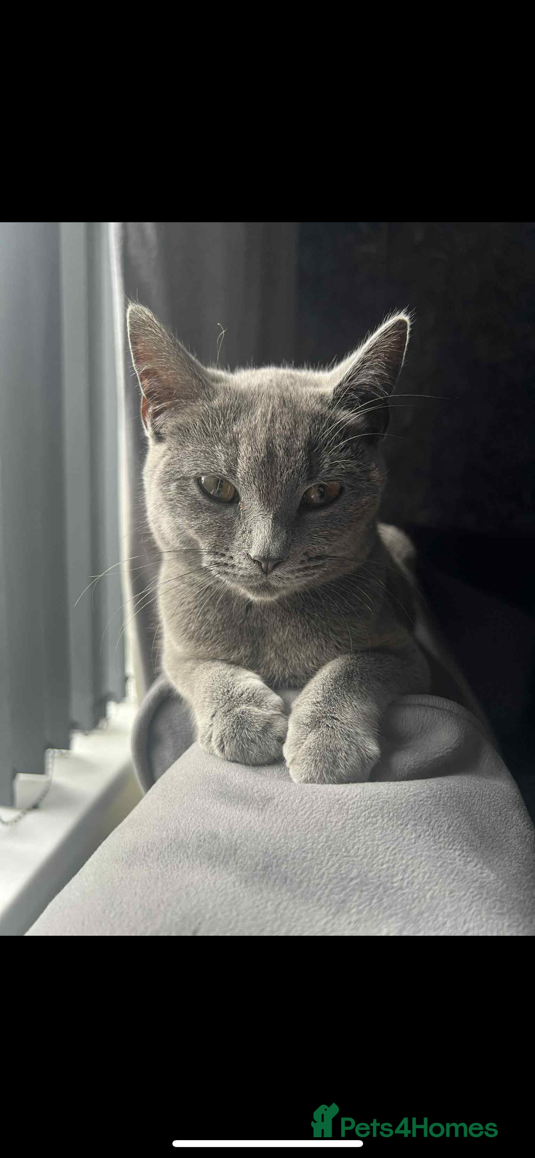 British Shorthair cats for sale: Beautiful brittish shorthair  - Image 1
