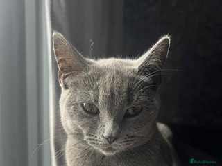 British Shorthair cats - Advert 12