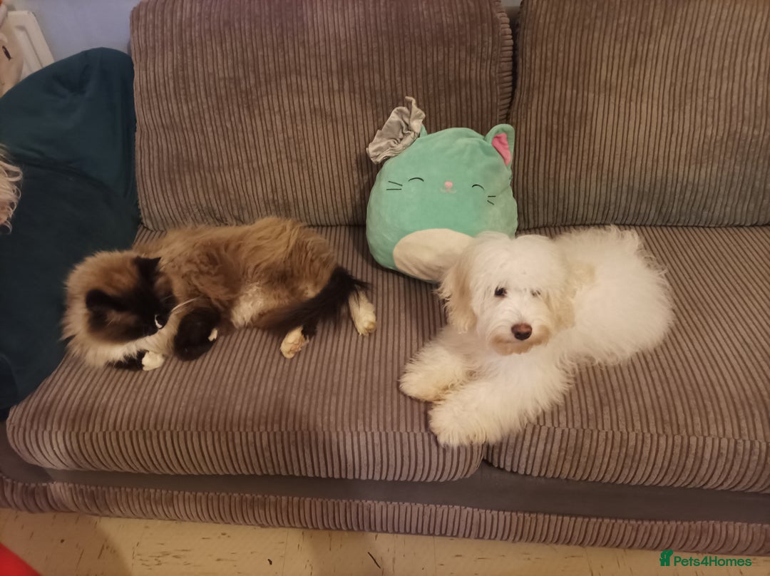 Maltipoo dogs for sale: Beautiful Maltipoo puppies  - Advert 11