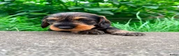 Dachshund dogs for sale: KC Registered wirehaired dachshund teckel puppies - Advert 4