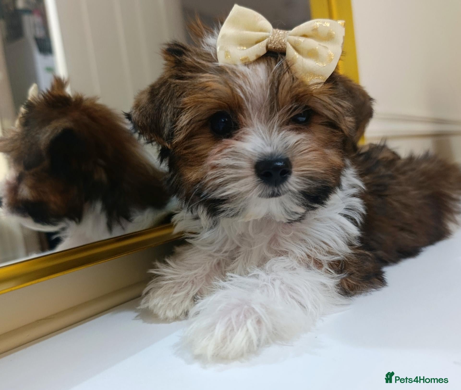 Biewer Terrier dogs Biewer Terrier DNA tested 🧬 5 gen Pedigree 📃 - Advert 1