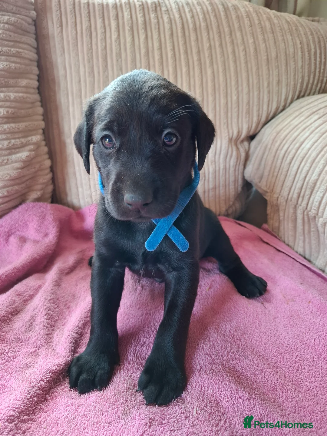 Labrador Retriever dogs for sale: LABRADOR PUPPIES FOR SALE  - Advert 15