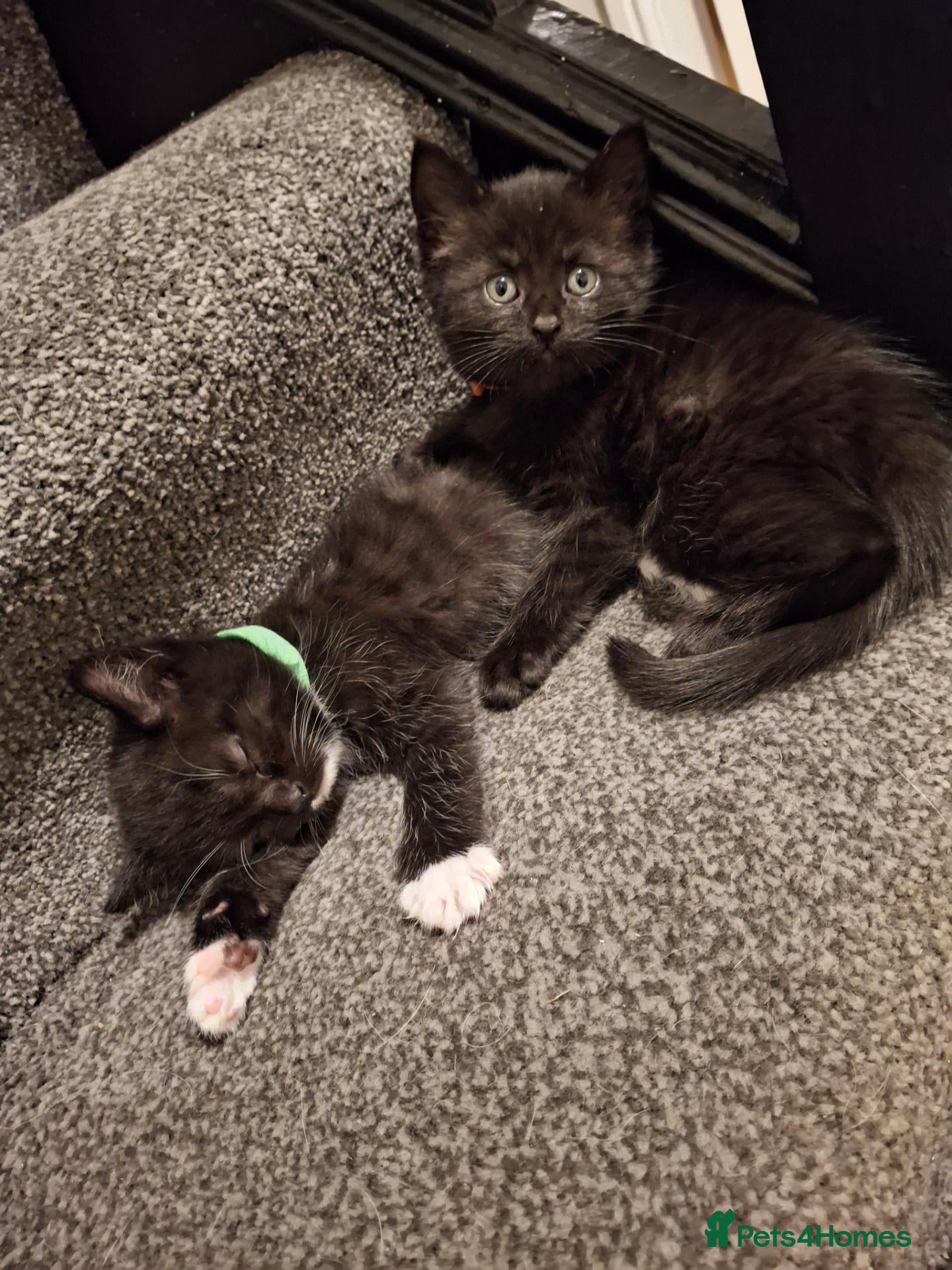 British Shorthair cats 8 week old  - Advert 1