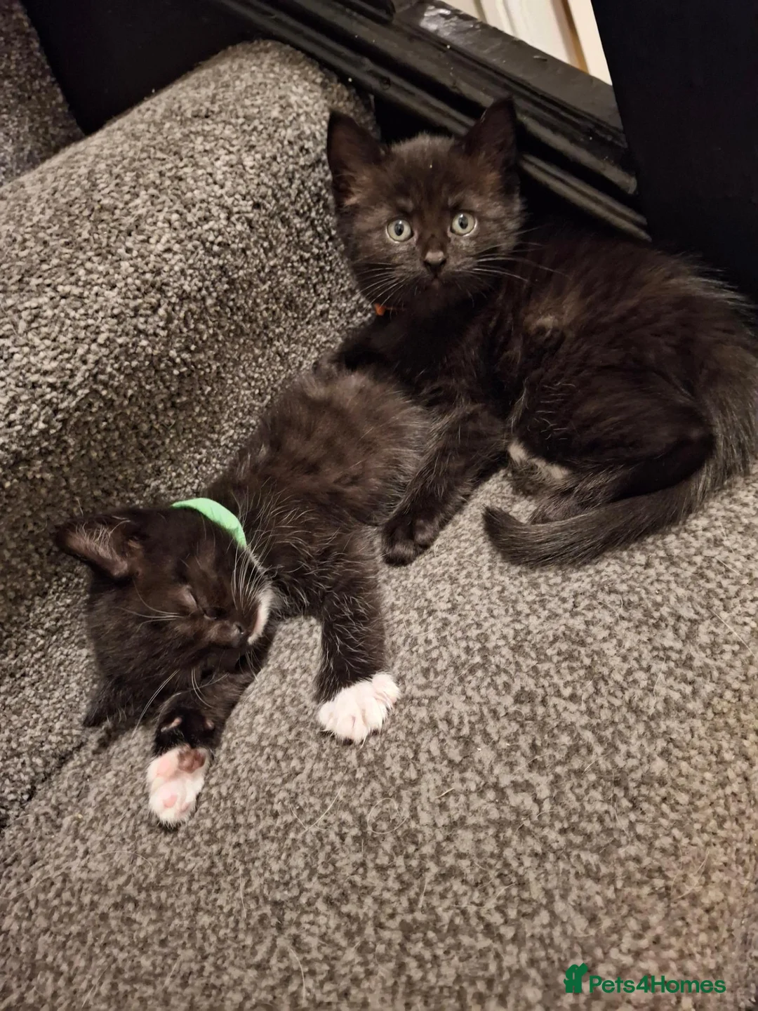 British Shorthair cats for sale: 8 week old  in Leeds - Advert 1