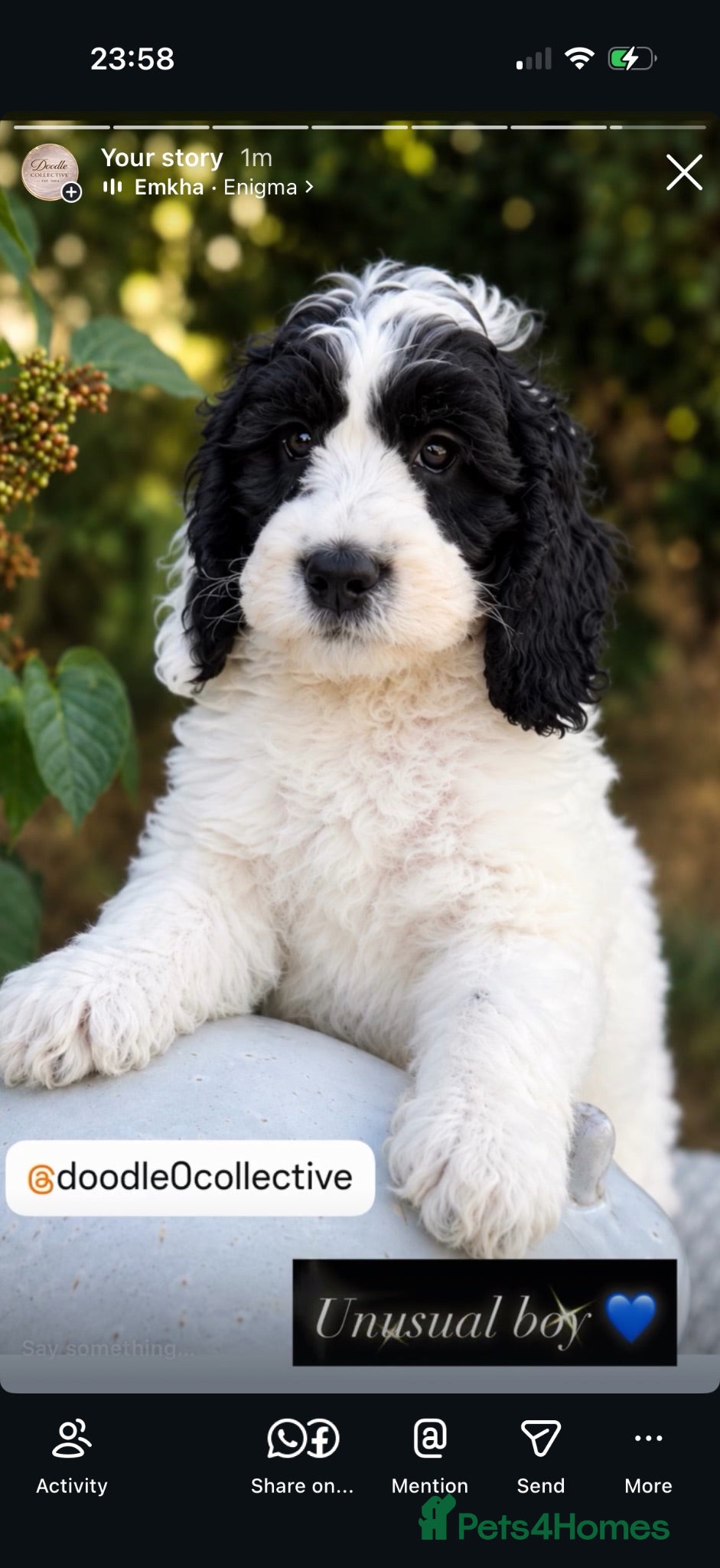 Cockapoo dogs F1 stunning cockapoos  - Advert 2