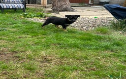 Mixed Breed dogs for sale: ONLY 2 GIRLS LEFT! | 10 Beautiful Rottsky Puppies. - Image 4
