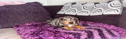 Miniature Dachshund dogs for sale: 🥰🐶MINIATURE DACHSHUND PUPPIE🥰🐶 - Advert 11