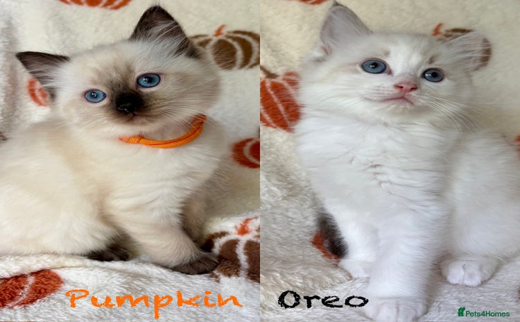 Ragdoll cats - Advert 5
