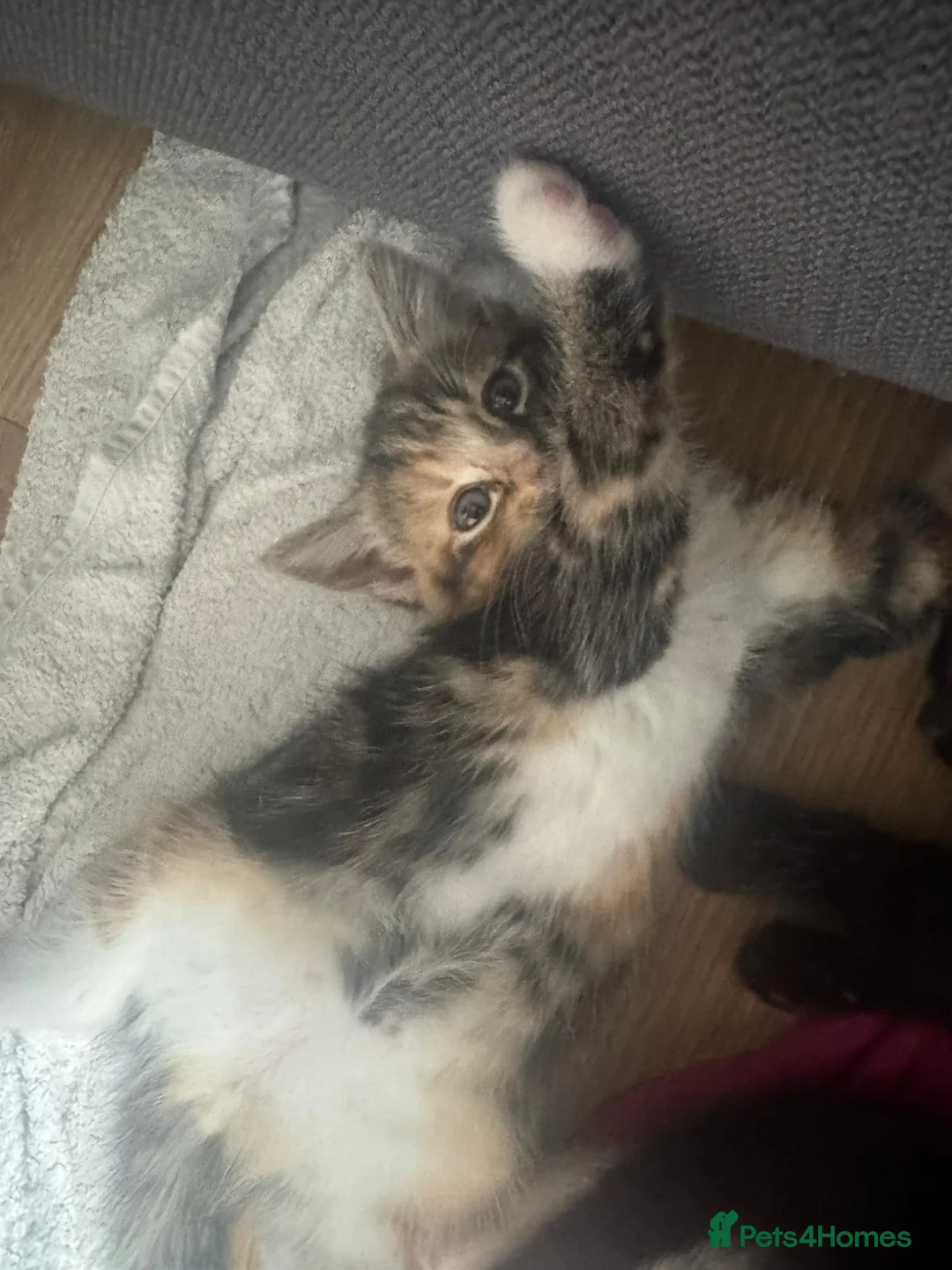 Mixed Breed cats for sale: Kittens ready for new homes  - Advert 4