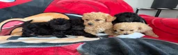 Poochon dogs for sale: Bichon x poodle  - Advert 3