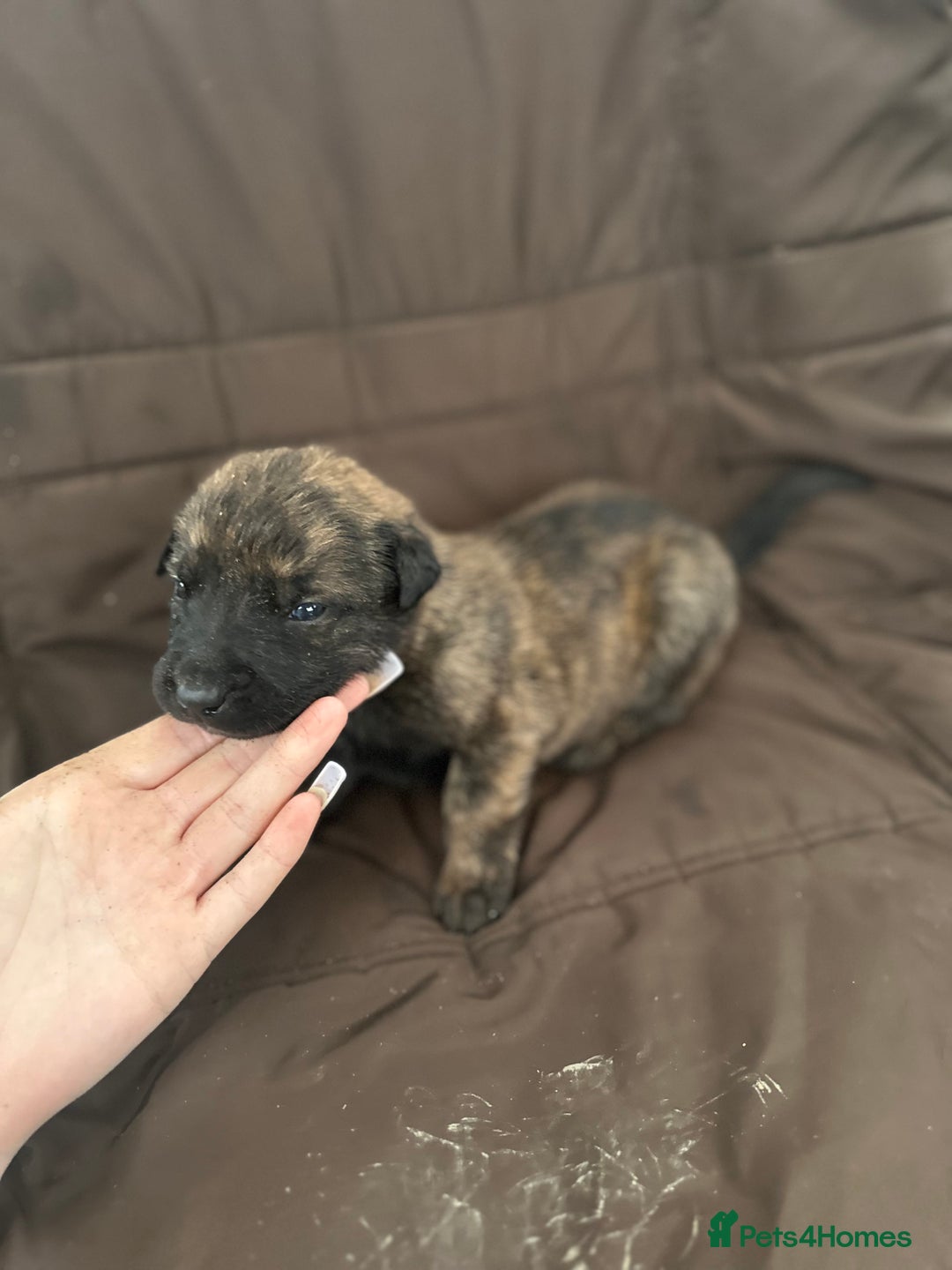 Mixed Breed dogs for sale: Dutch Herder Puppies  - Advert 4