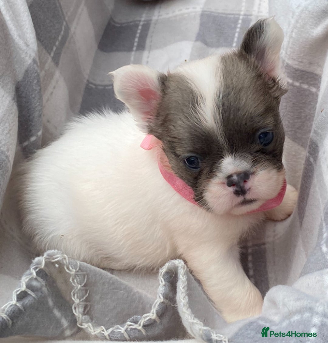 French Bulldog dogs for sale: Quality health tested/KC fluffy French bulldogs - Image 8