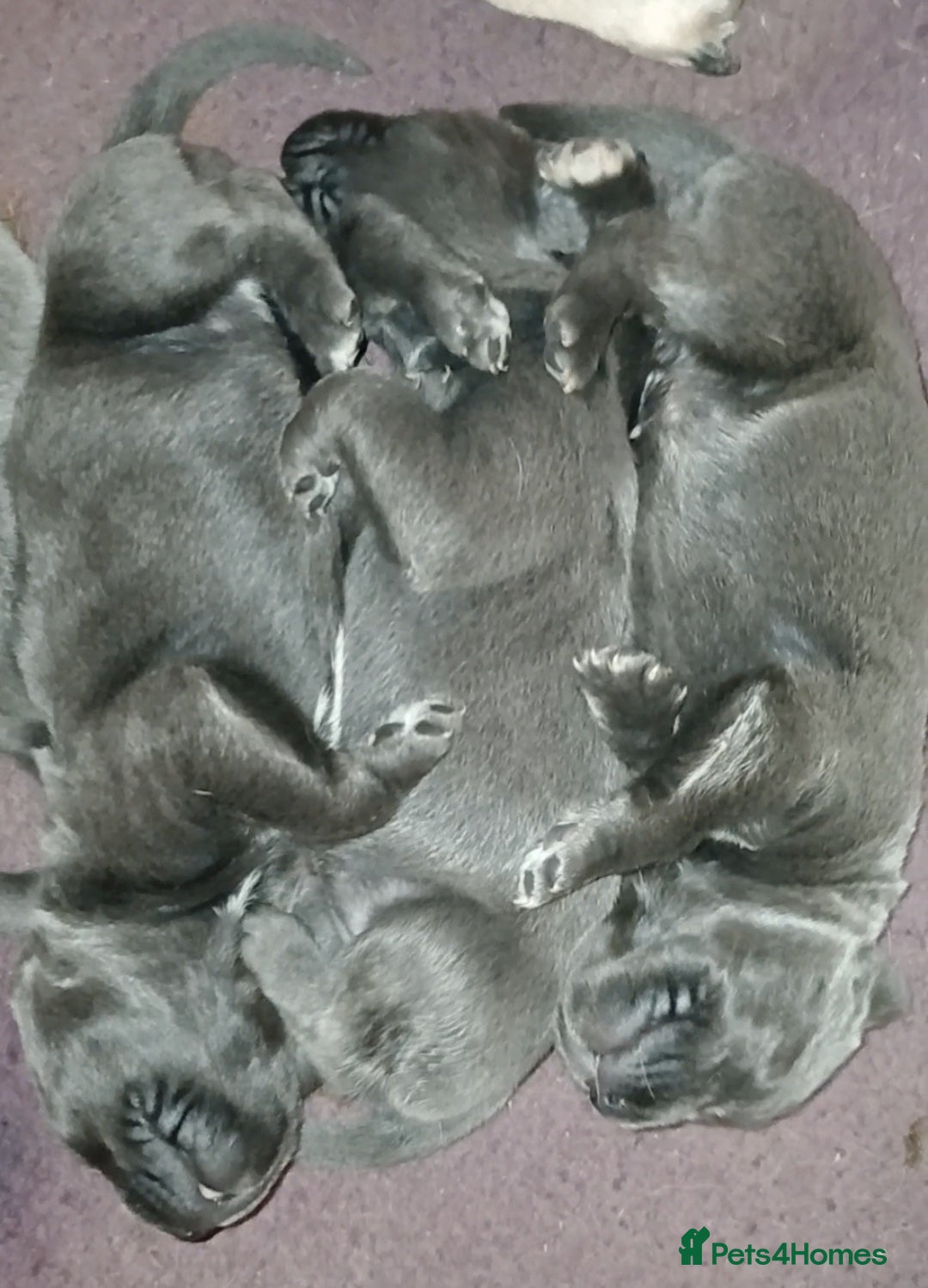 Cane Corso dogs Pure bred blue cane corso puppies for sale  - Advert 2