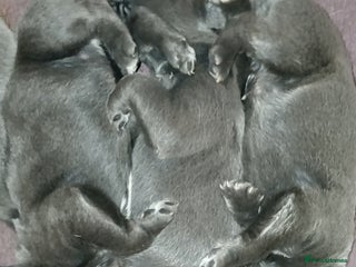 Cane Corso dogs Pure bred blue cane corso puppies for sale - Advert 2