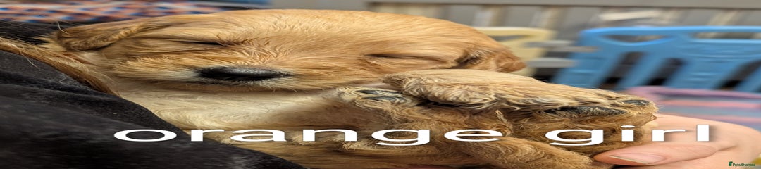 Goldendoodle Puppy 5