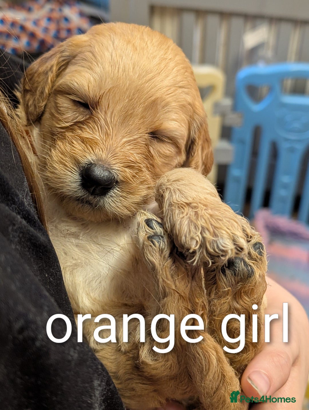 Goldendoodle dogs for sale: Beautiful golden puppies - Image 3