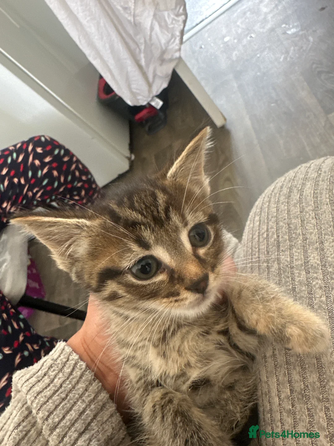 Mixed Breed cats for sale: Kittens available now  - Advert 2