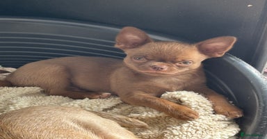 Chihuahua dogs - Advert 13
