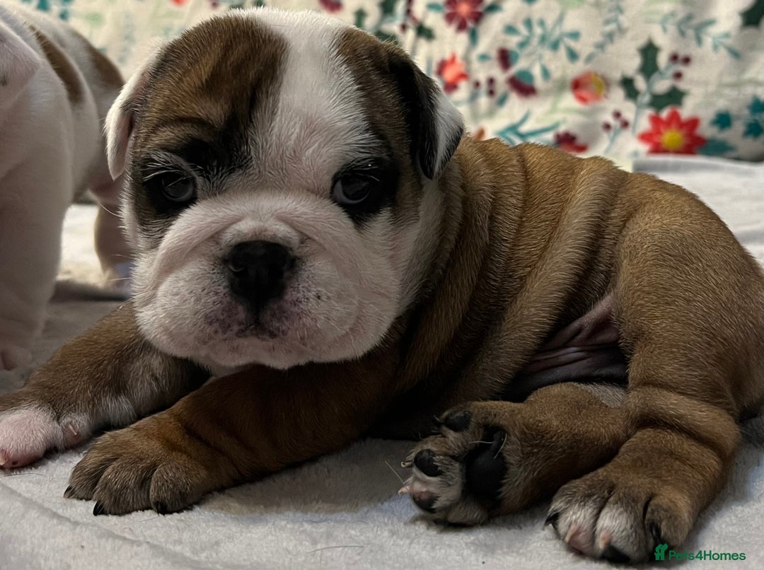 English Bulldog dogs for sale: ✨PUREBREED STANDARD COLOUR BULLDOG PUPPIES✨ - Advert 2