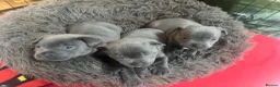 Staffordshire Bull Terrier dogs for sale: KCRegistered BlueStaffordshire BullTerrier Puppies in Clydebank - Advert 17
