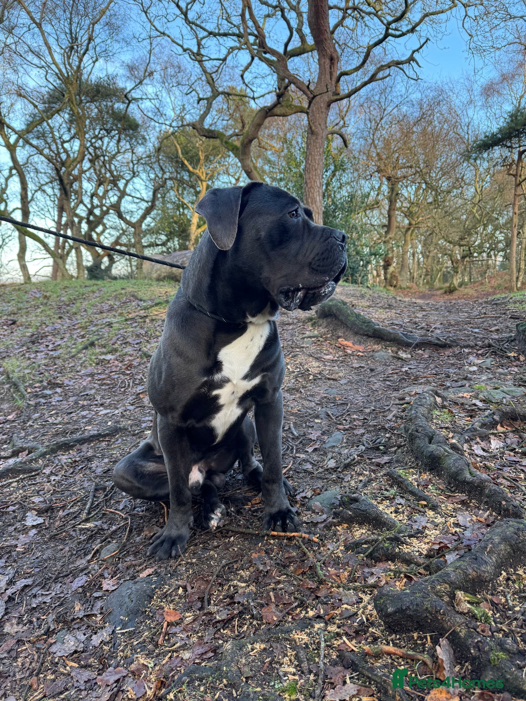 Cane Corso dogs for sale: Rehoming my dog  - Advert 2