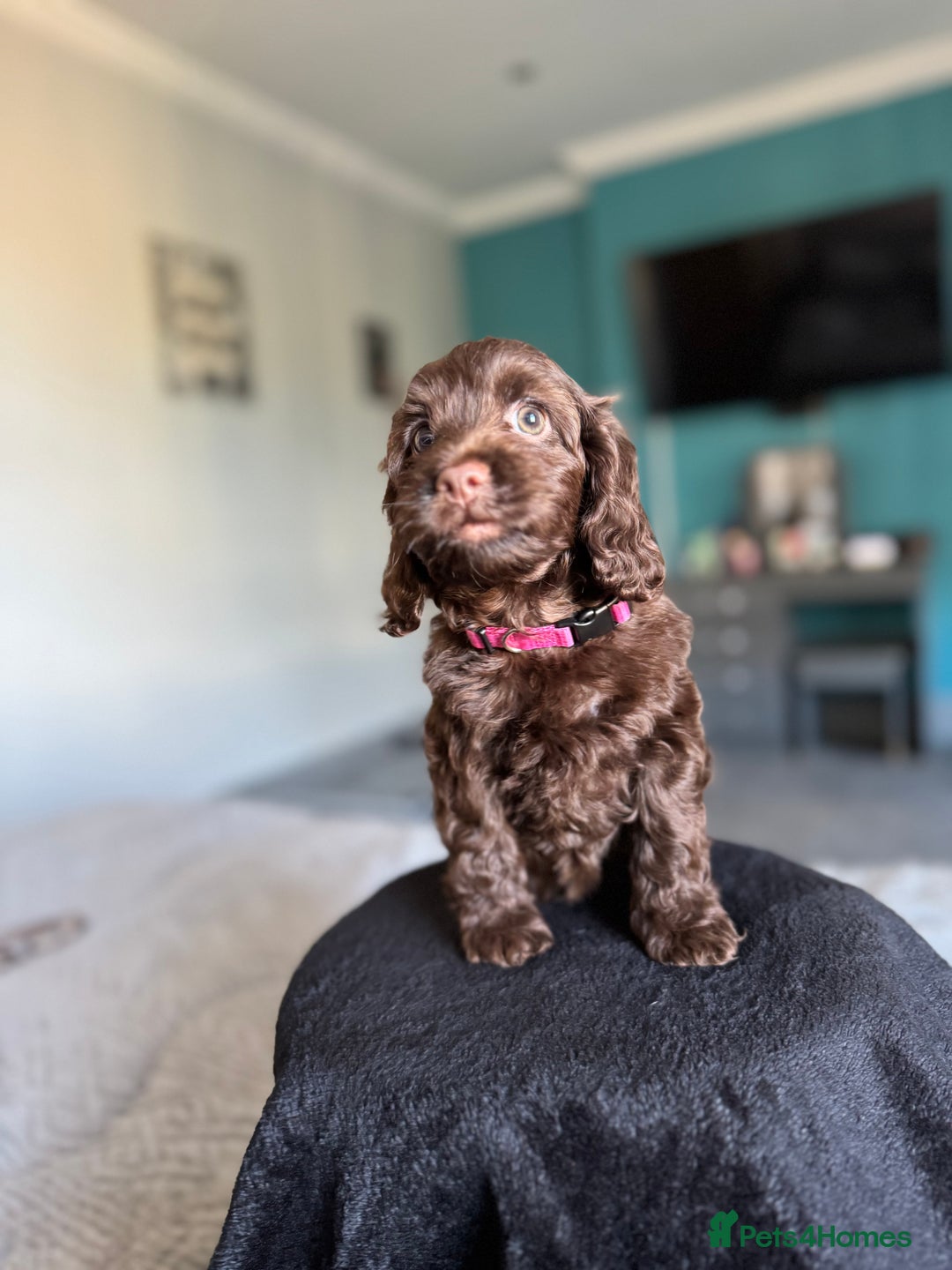 Cockapoo dogs for sale: WAITING LIST OPEN FOR SHOW SPANIELS AND COCKAPOOS - Advert 7
