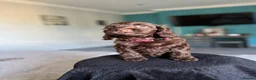 Cockapoo dogs for sale: 🐶THE MOST PERFECT DNA CLEAR MINI F1 COCKAPOOS🐶 - Advert 18