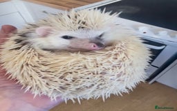 Pygmy Hedgehog rodents for sale: Stunning Male White Pinto African Pygmy Hedgehog  - Advert 3
