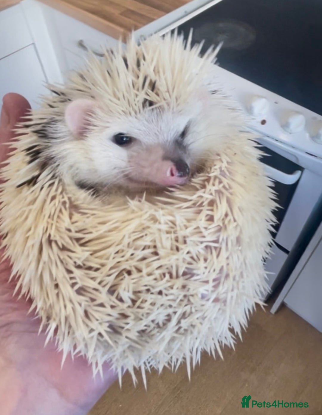 Pygmy Hedgehog rodents for sale: Stunning Male White Pinto African Pygmy Hedgehog  - Advert 3