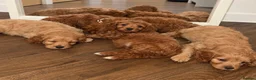 Cavapoo dogs for sale: A beautiful little of Cavapoo puppies  - Advert 6