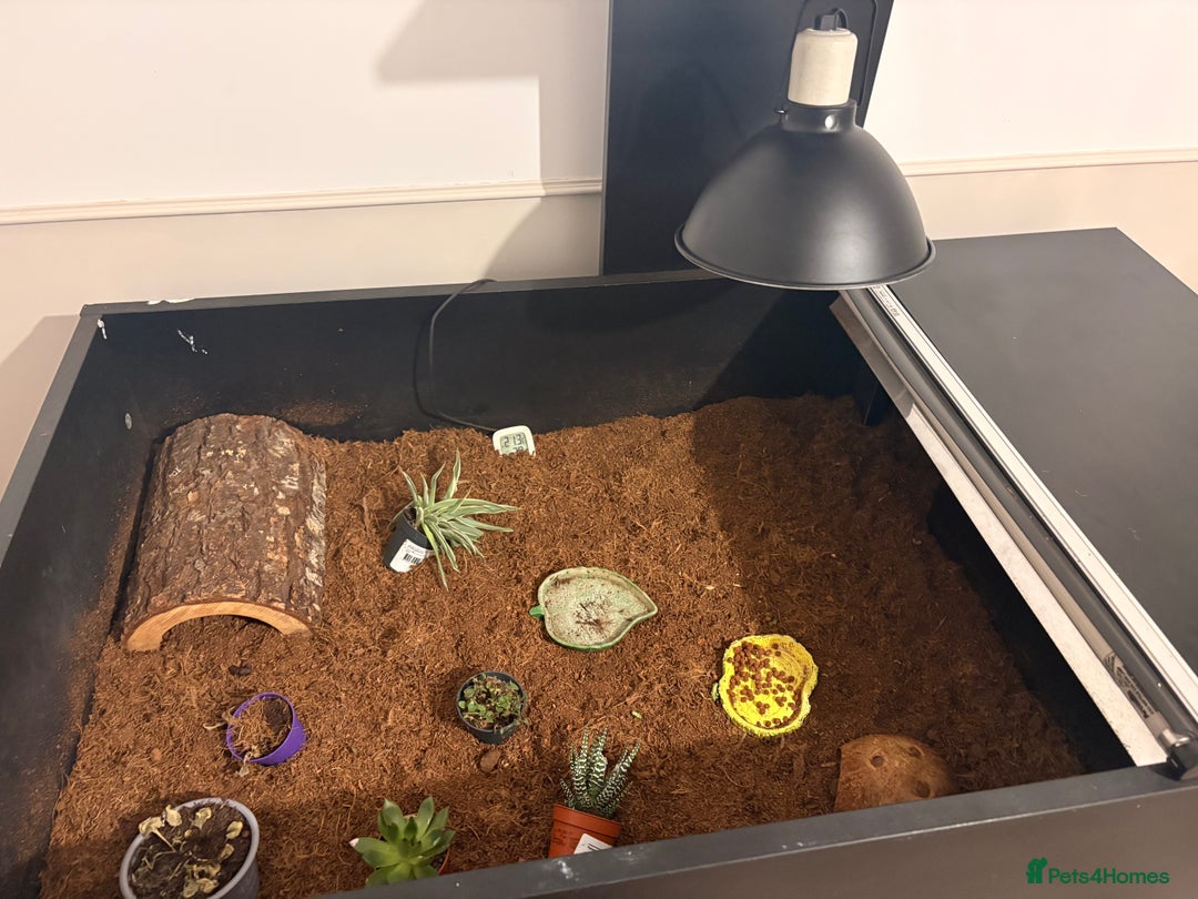 Hermann Tortoise reptiles for sale: Hermann tortoise  - Advert 3