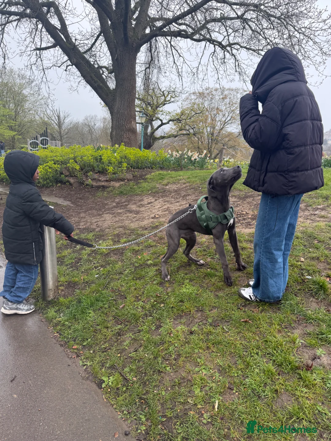 Cane Corso dogs for sale: Cane corso  - Advert 6