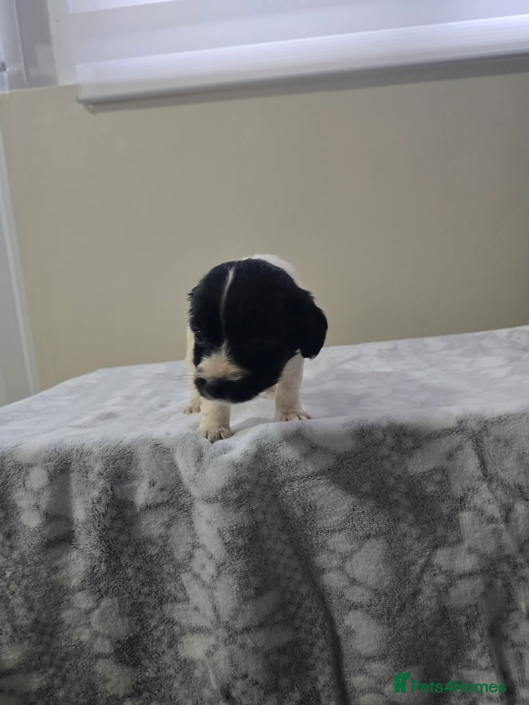 Mixed Breed dogs for sale: Malchi puppies  - Advert 5