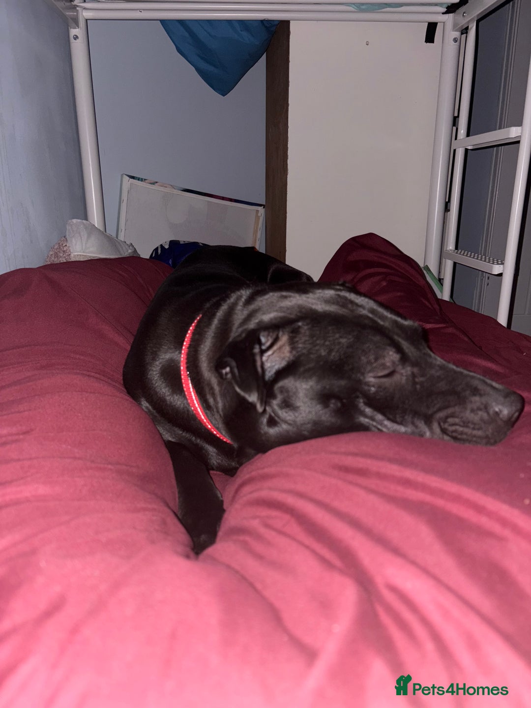 Mixed Breed dogs for sale: Urgent Rehome- Munchie - Advert 2