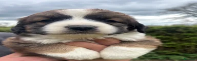 Mixed Breed Puppy 6