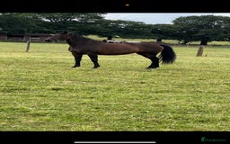 Andalusian horses for sale: FOR SALE: Stunning 10-Year-Old Andalusian PRE Mare - Image 3