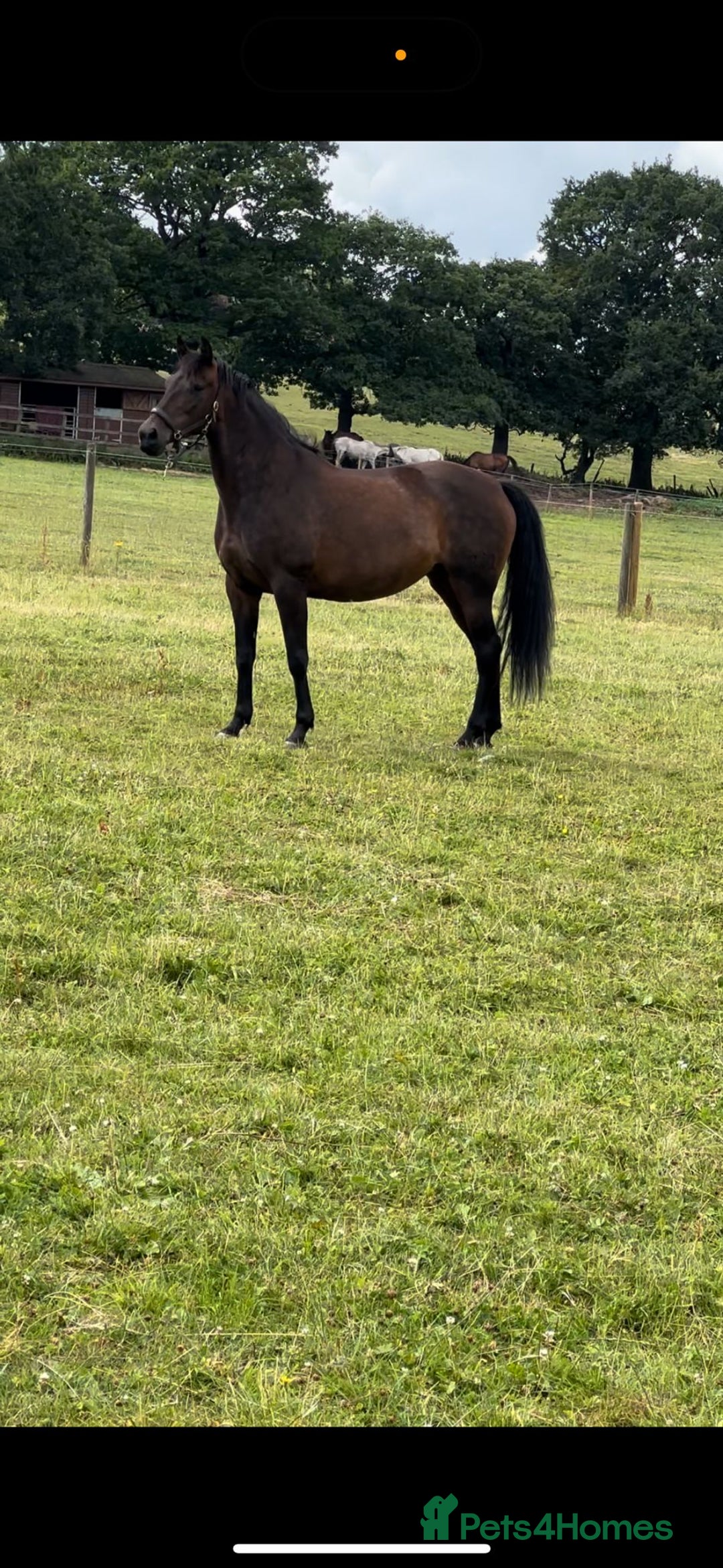 Andalusian horses for sale: FOR SALE: Stunning 10-Year-Old Andalusian PRE Mare - Image 3