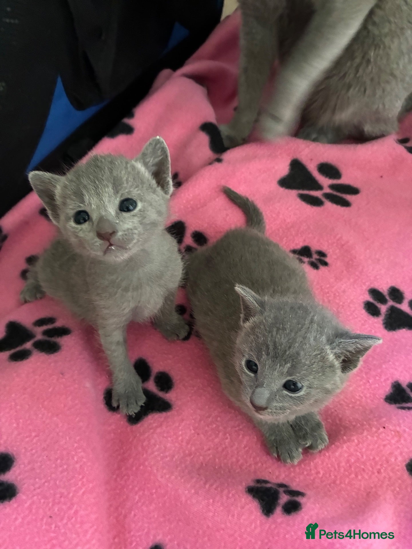 Russian Blue cats TICA 5* pedigree Russian Blue Kittens - Advert 2