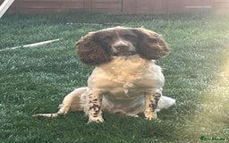 English Springer Spaniel dogs for stud: English springer spaniel to stud. - Image 7